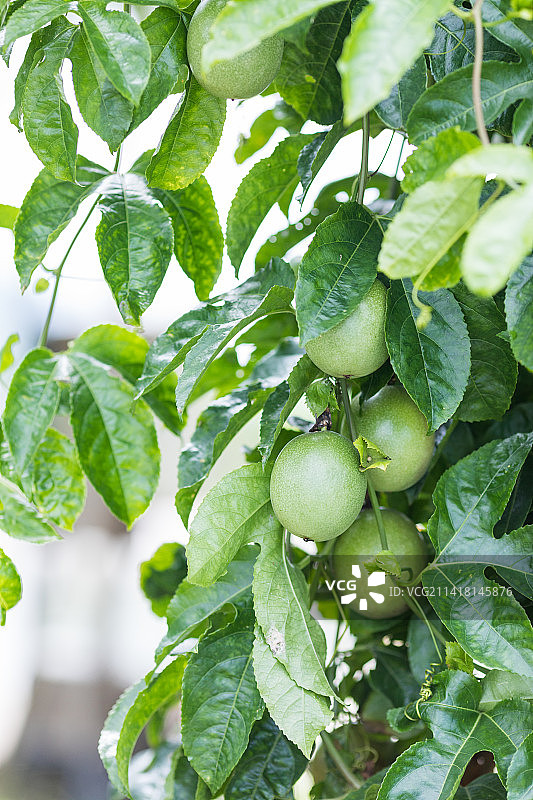 夏天百香果树藤上结果图片素材