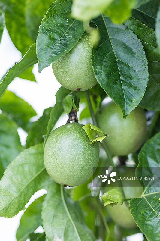夏天百香果树藤上结果图片素材