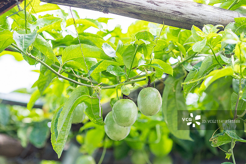 夏天百香果树藤上结果图片素材