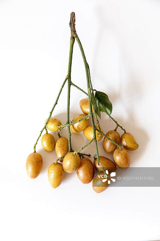 白色背景中新鲜的广东特色水果黄皮果图片素材