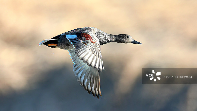 赤膀鸭图片素材