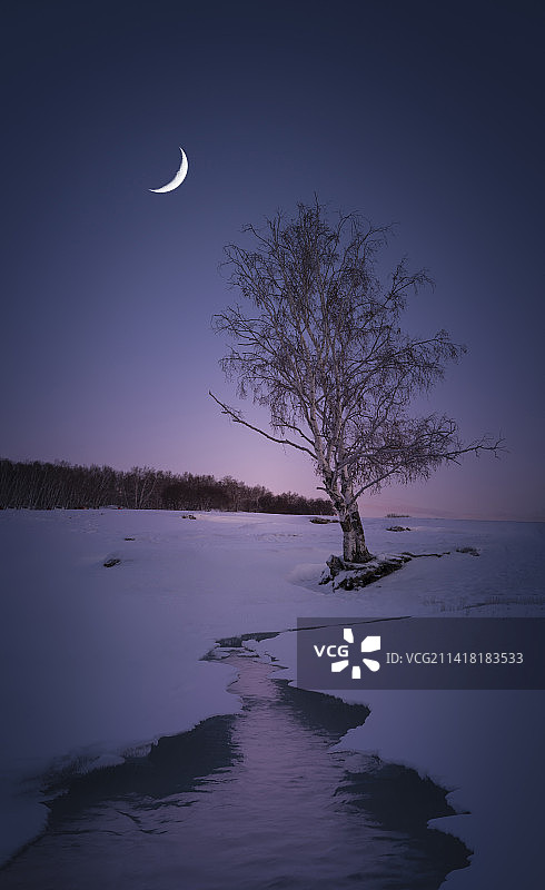 月上树梢头图片素材