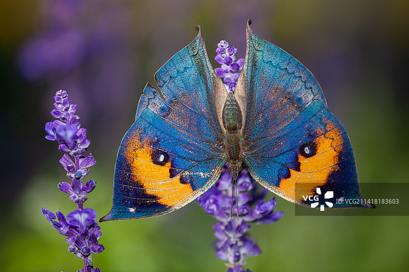 枯叶蝶图片素材