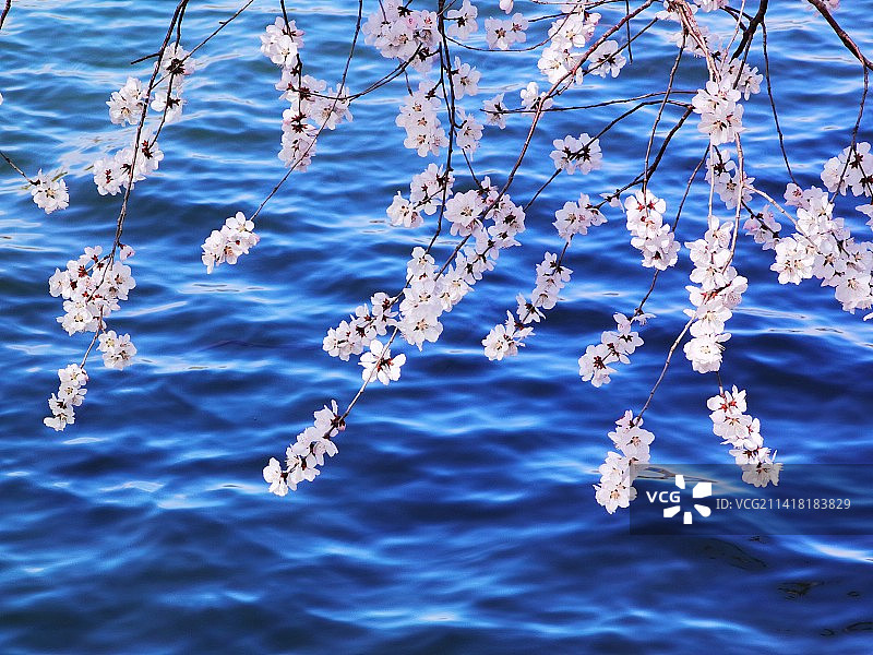 一池春水图片素材