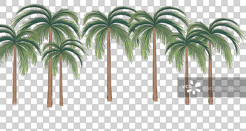 云南西双版纳椰子树棕榈树植物图片素材