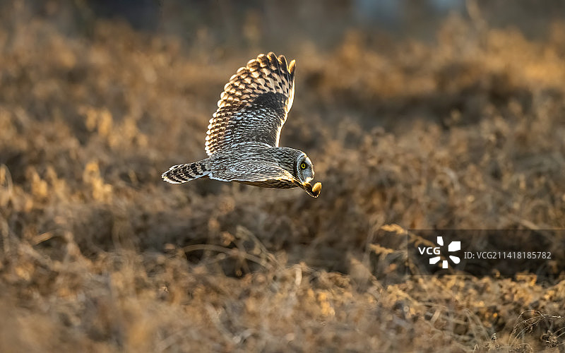 冬季夕阳余晖下短耳鸮在灌木丛中寻猎图片素材