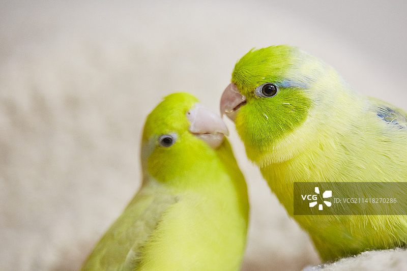 两只黄色长尾鹦鹉图片素材