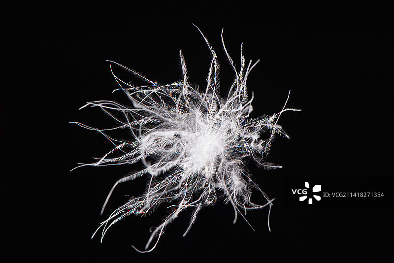 黑色背景上一朵的白羽绒图片素材