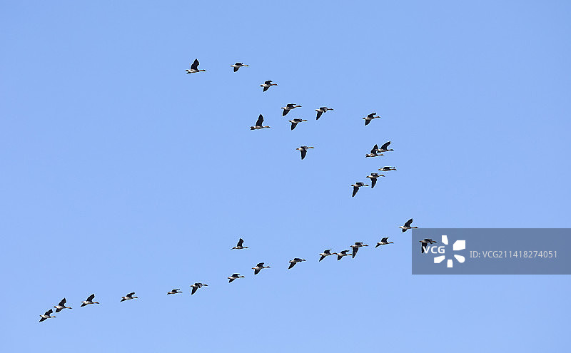 南飞的大雁，迁徙的大雁，飞行的大雁图片素材