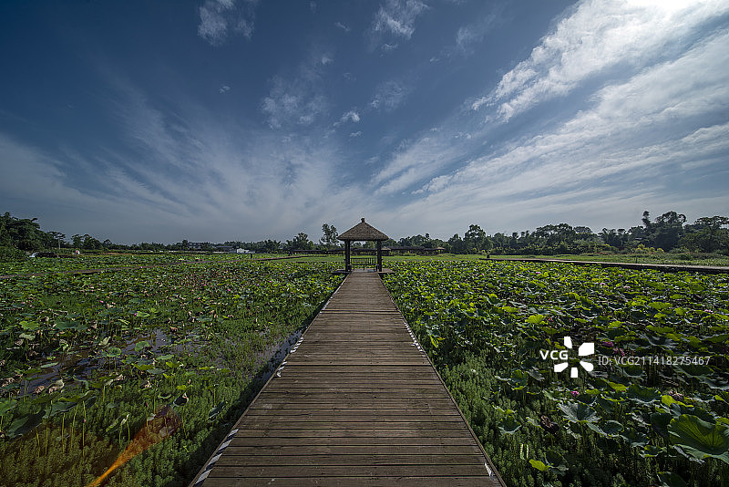 泸州市泸县龙脑桥和龙桥百花洲荷园图片素材