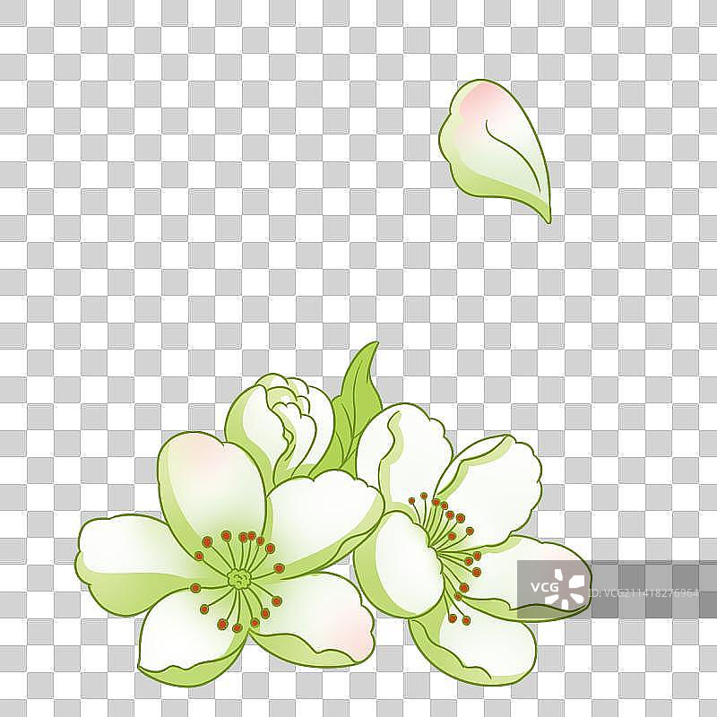 手绘梨花图片素材