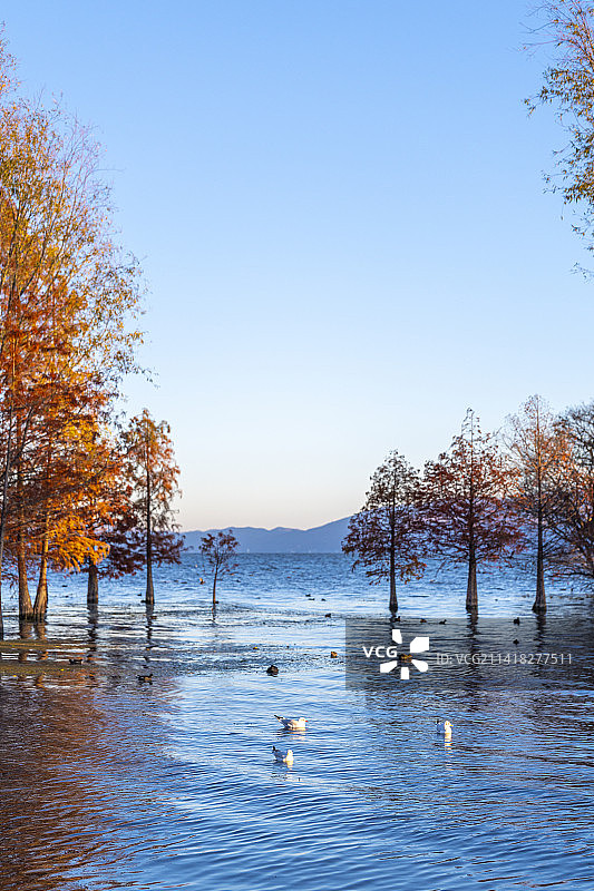 云南大理苍山洱海红树林和海鸥自然风光图片素材