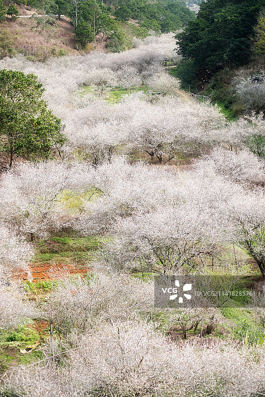 潮州汤溪梅林图片素材