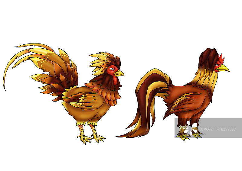 斗鸡图片素材