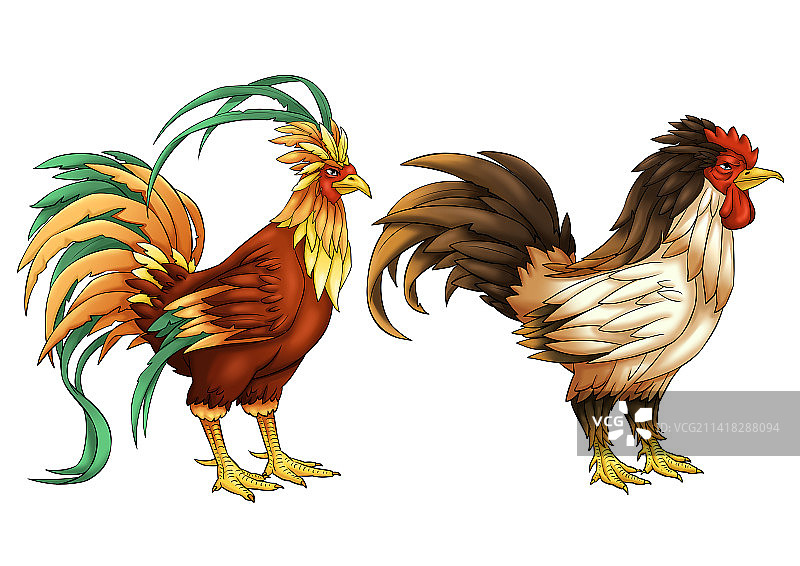 斗鸡图片素材