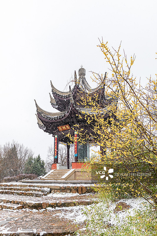 腊梅映雪望湖亭图片素材