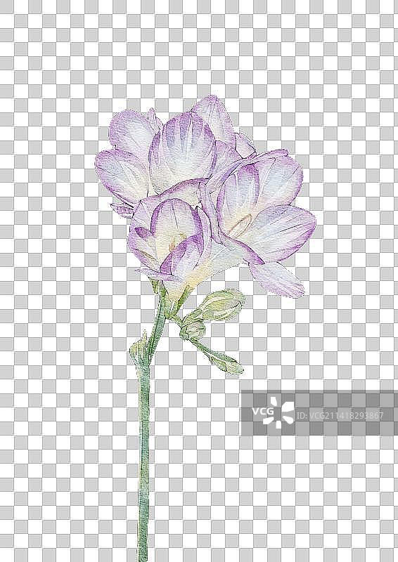 小苍兰图片素材