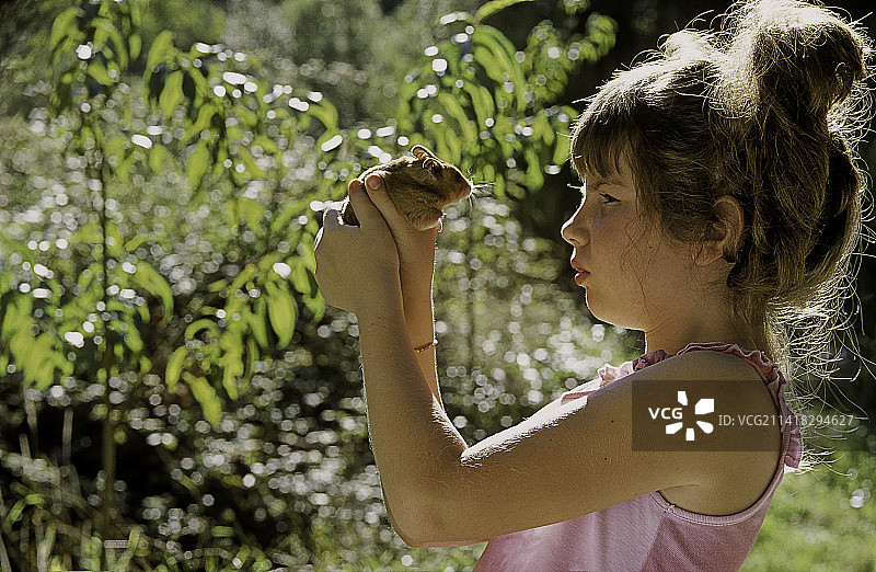 抱着金色叙利亚仓鼠的年轻女孩图片素材