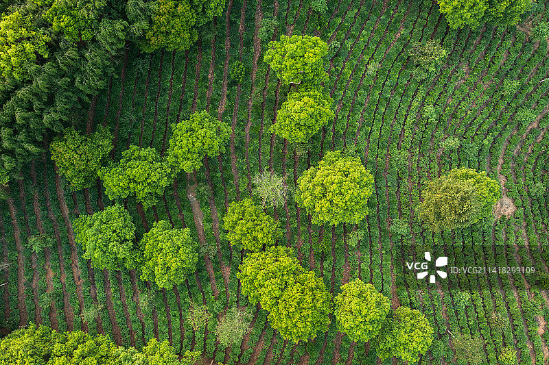 景迈山茶园图片素材