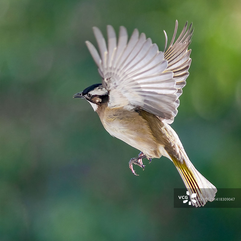 白头翁图片素材