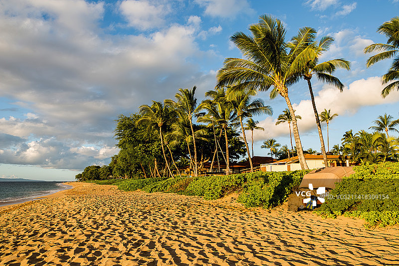 夏威夷毛伊岛KAANAPALI 卡阿纳帕里海滩上的椰子树图片素材