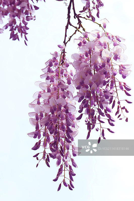 紫藤图片素材