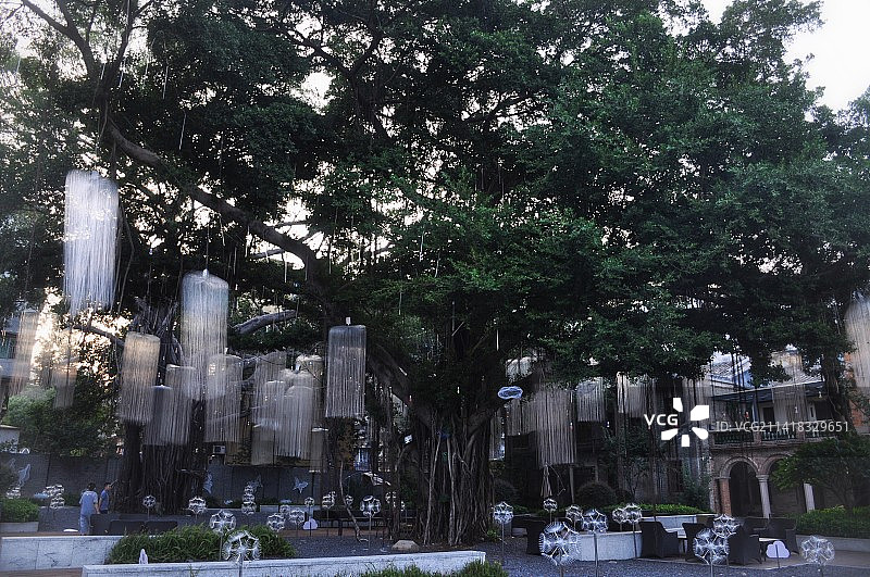 福州三坊七巷榕树图片素材