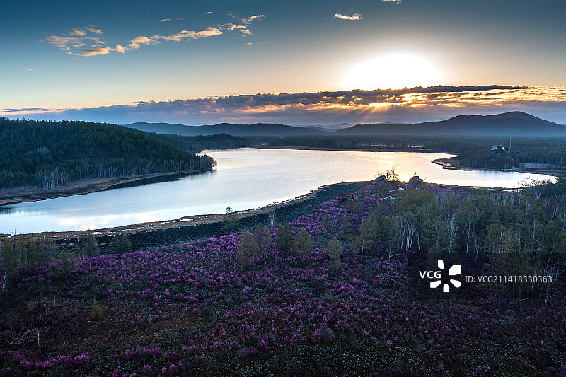 航拍春季呼伦贝尔内蒙古达尔滨湖国家森林公园杜鹃花图片素材