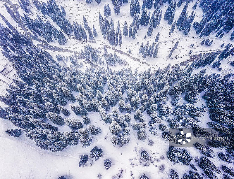 新疆伊犁林海雪原图片素材