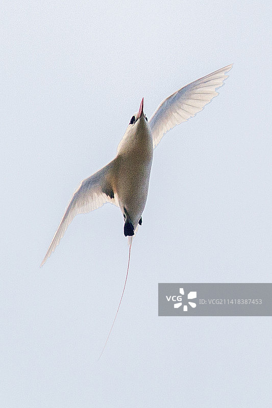 红尾鹲飞行图片素材