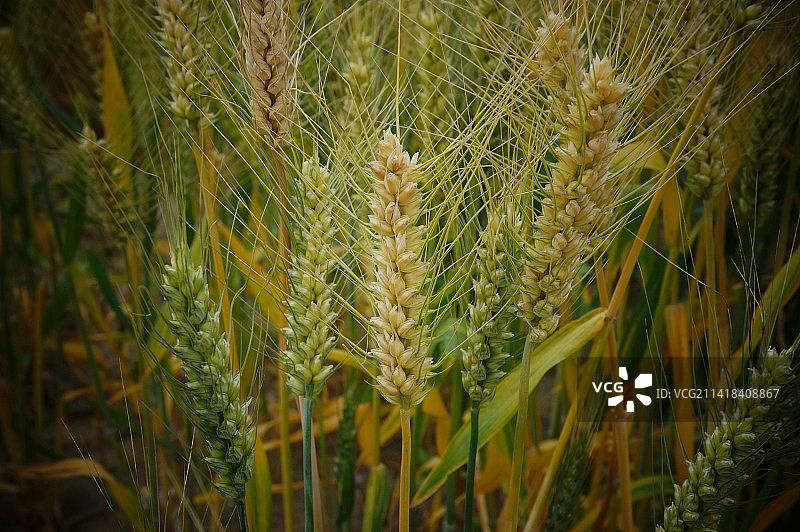 麦田里大麦特写图片素材