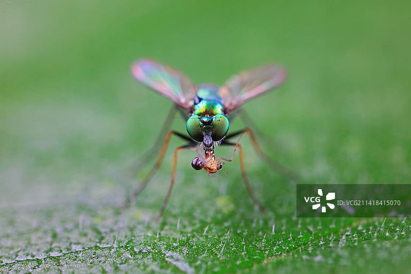长足虻图片素材