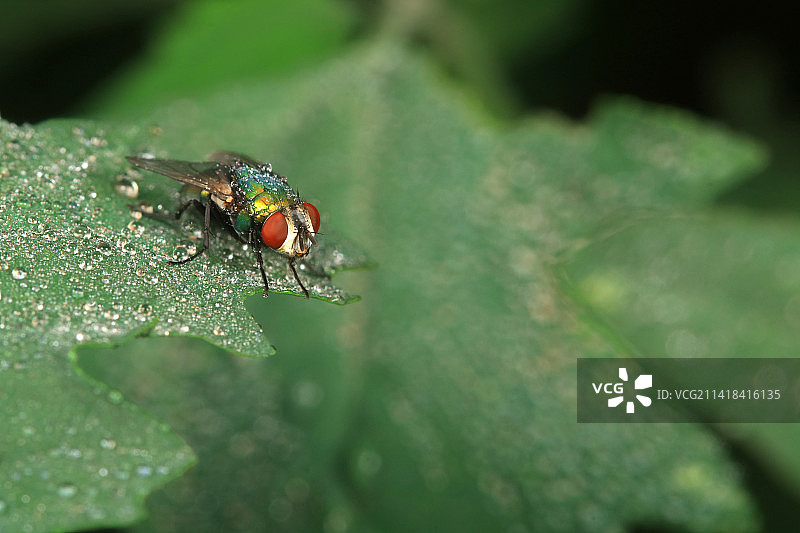 红头丽蝇图片素材