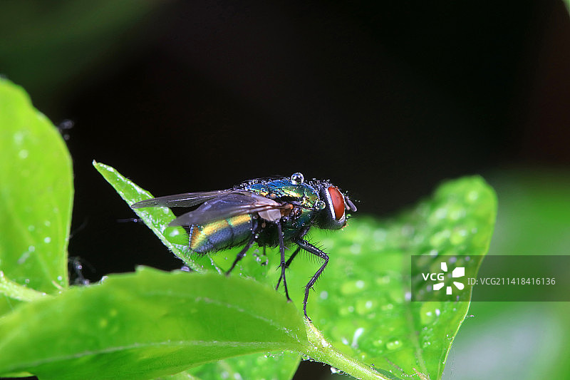 红头丽蝇图片素材