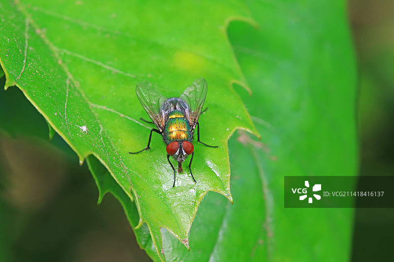 红头丽蝇图片素材