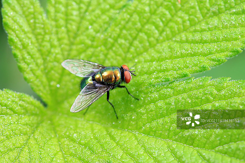 红头丽蝇图片素材