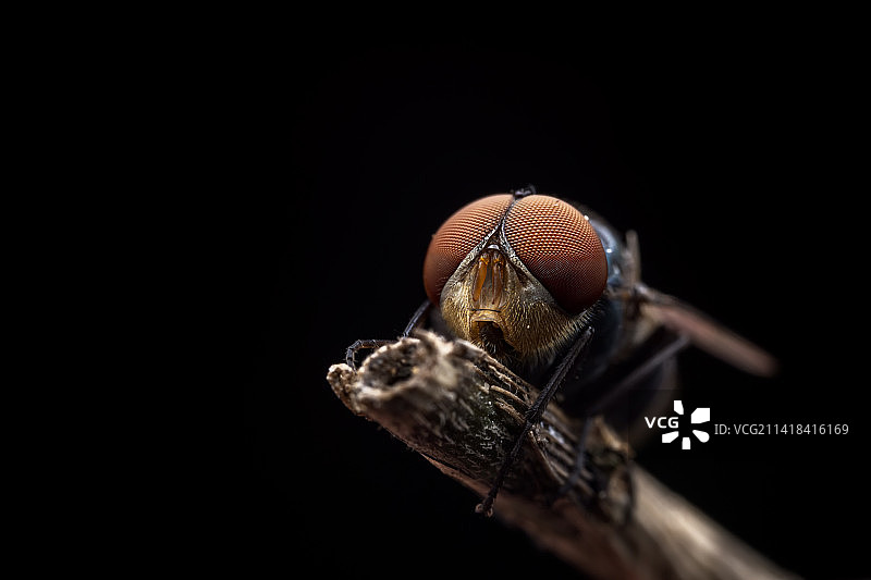 红头丽蝇图片素材