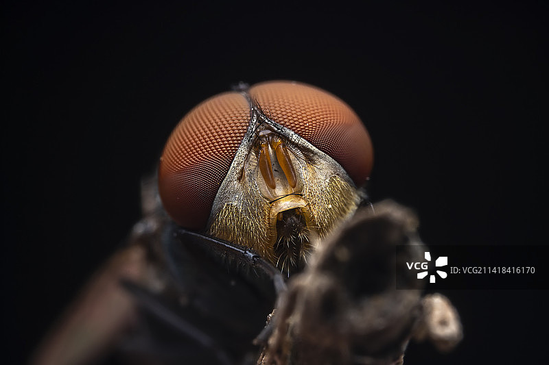 红头丽蝇图片素材