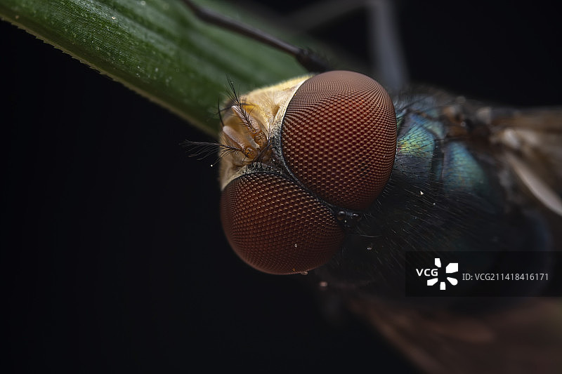 红头丽蝇图片素材