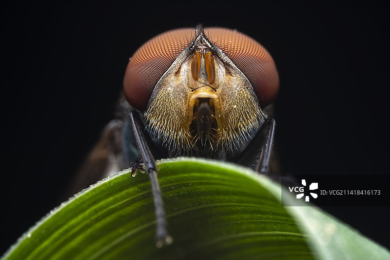 红头丽蝇图片素材
