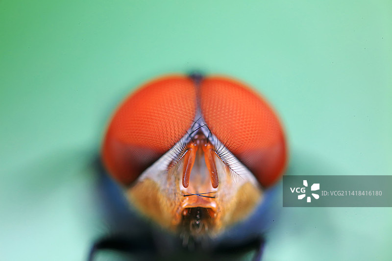 红头丽蝇图片素材