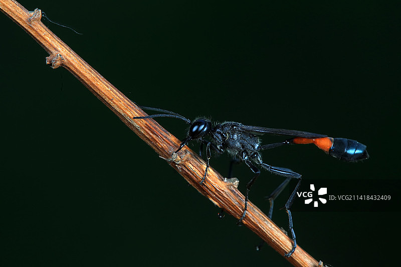 泥蜂图片素材