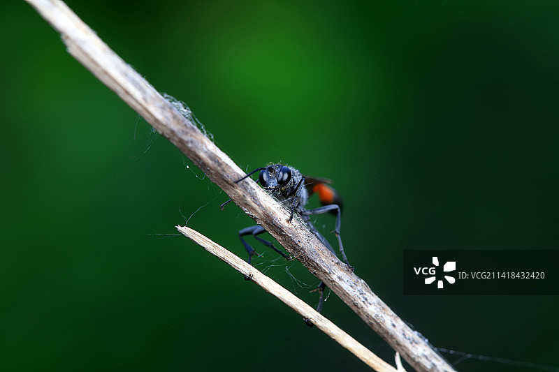 泥蜂图片素材