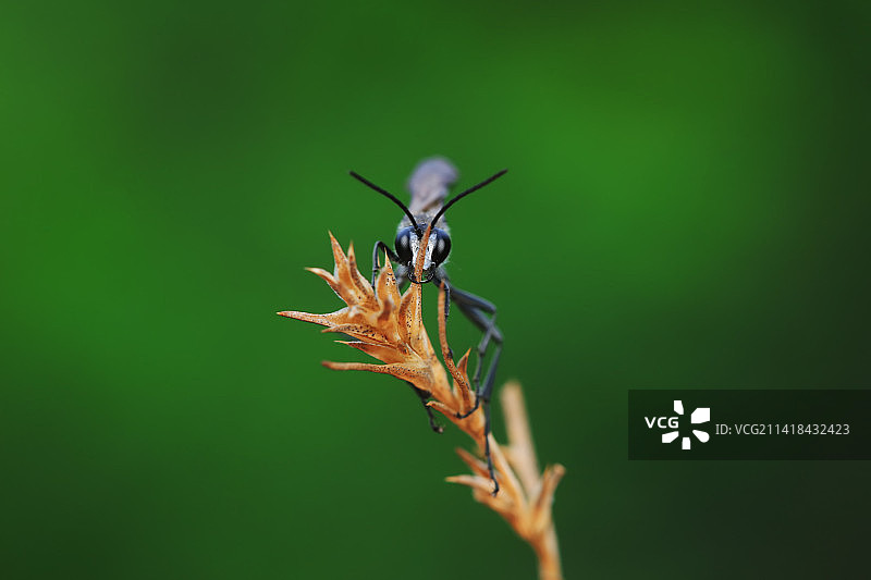 泥蜂图片素材