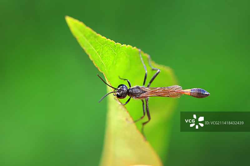 泥蜂图片素材