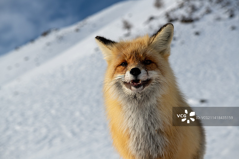 行走在雪地中的狐狸图片素材