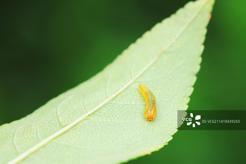 叶蜂幼虫图片素材