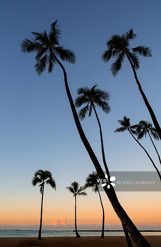 日出前晨光中的海边椰林图片素材