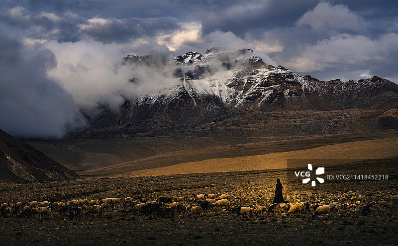 雪山下的牧羊人图片素材