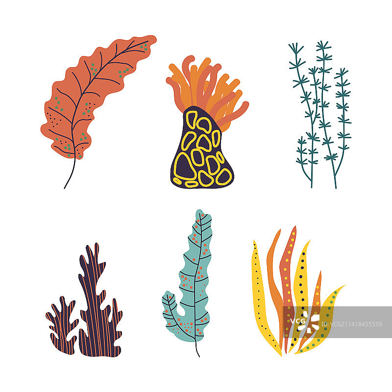 珊瑚与海藻水生海洋植物生长图片素材